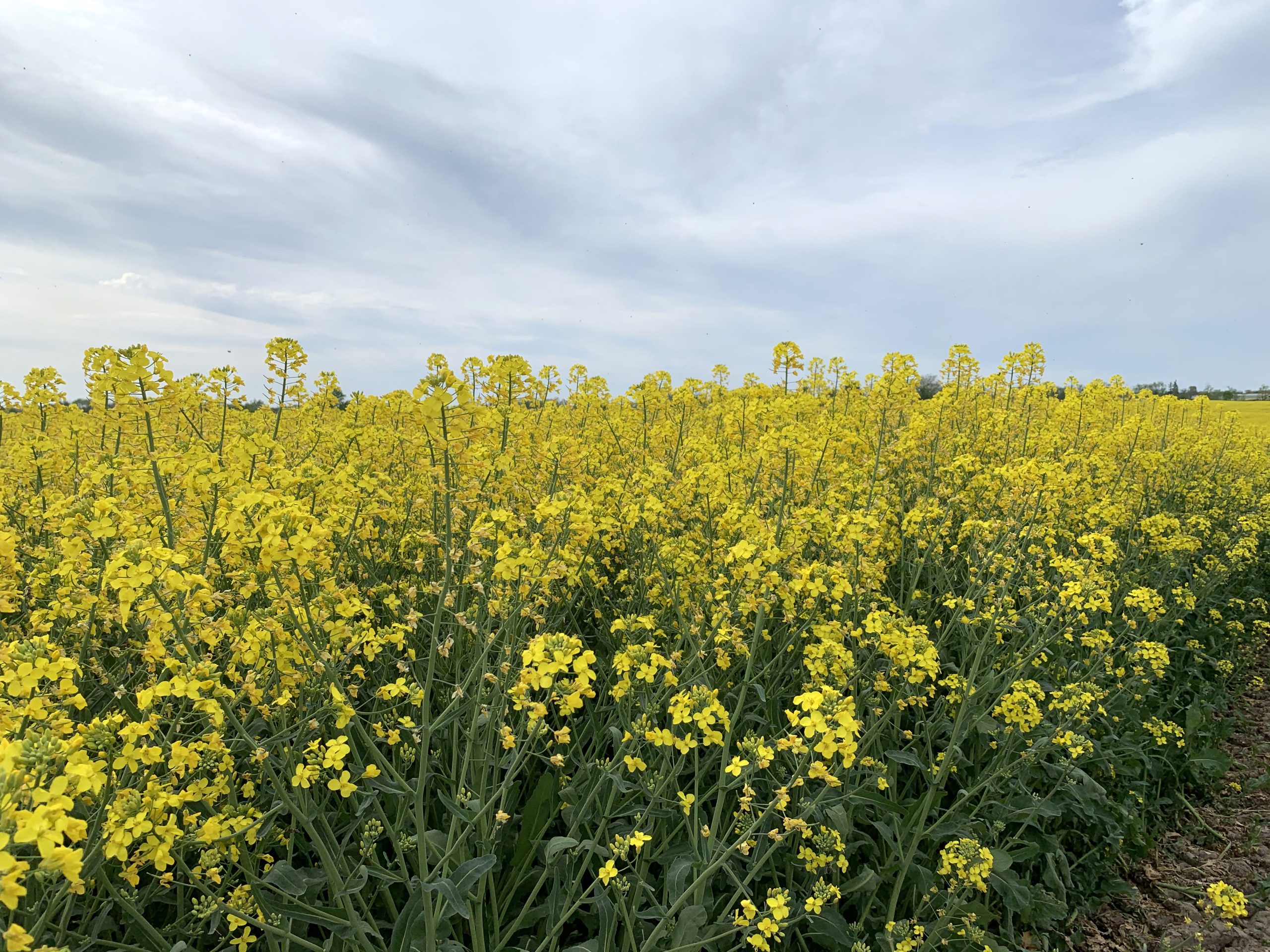 Rapeseed