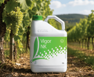 vigor nk