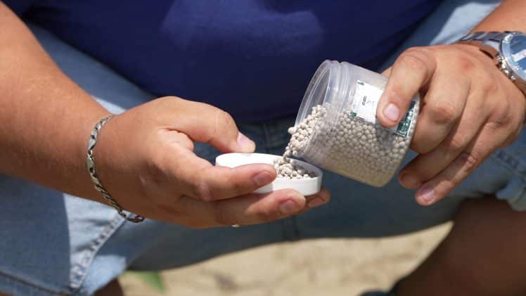 slika 3. eurofertil top 51 u rajčici se primijenjuje u dozi od 800 kg po ha prije sadnje