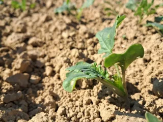 timac agro uljana repica listopad polje damjan stjepanovic 26 880x660 1