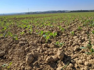 timac agro uljana repica listopad polje damjan stjepanovic 3 880x660 1